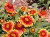 Gaillardia Blanket Flower